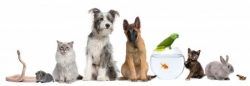 drinking water for pets