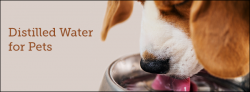 distilled water for dogs